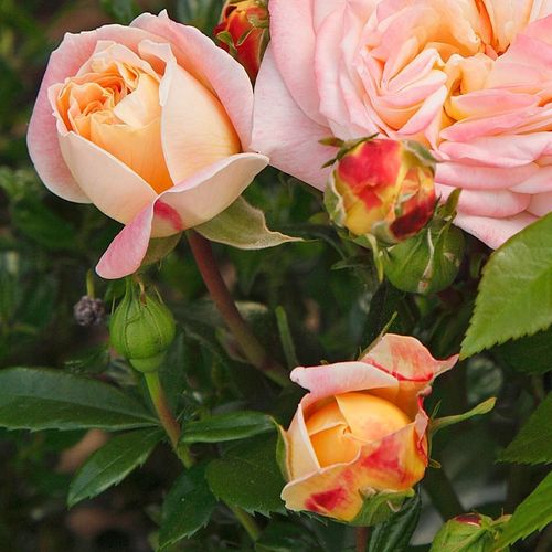 Rosa Concorde - galben - roz - Trandafir copac cu trunchi înalt - cu flori tip trandafiri englezești - coroană dreaptă